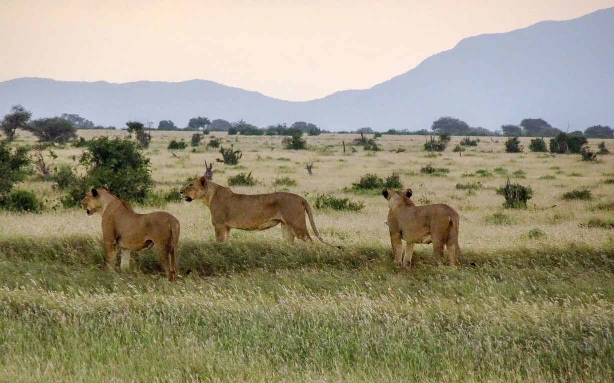 Tsavo West