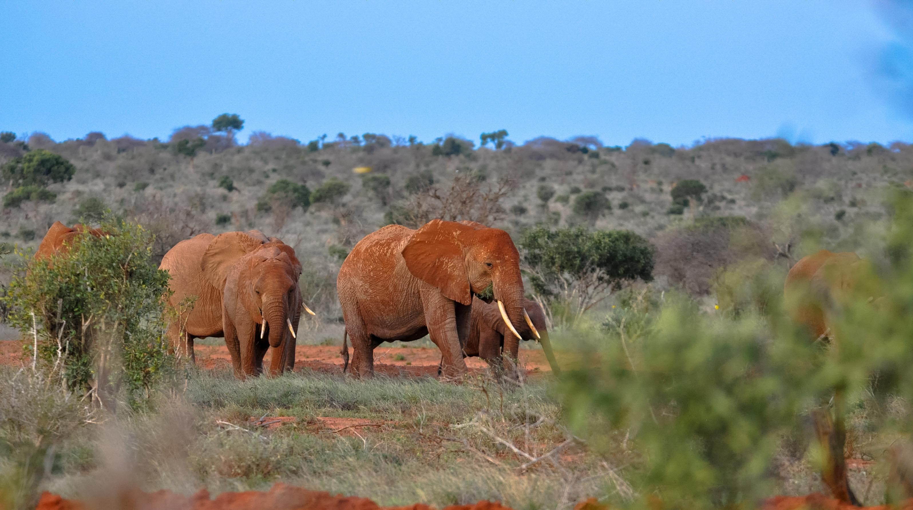 4 Days Tsavo West Adventure